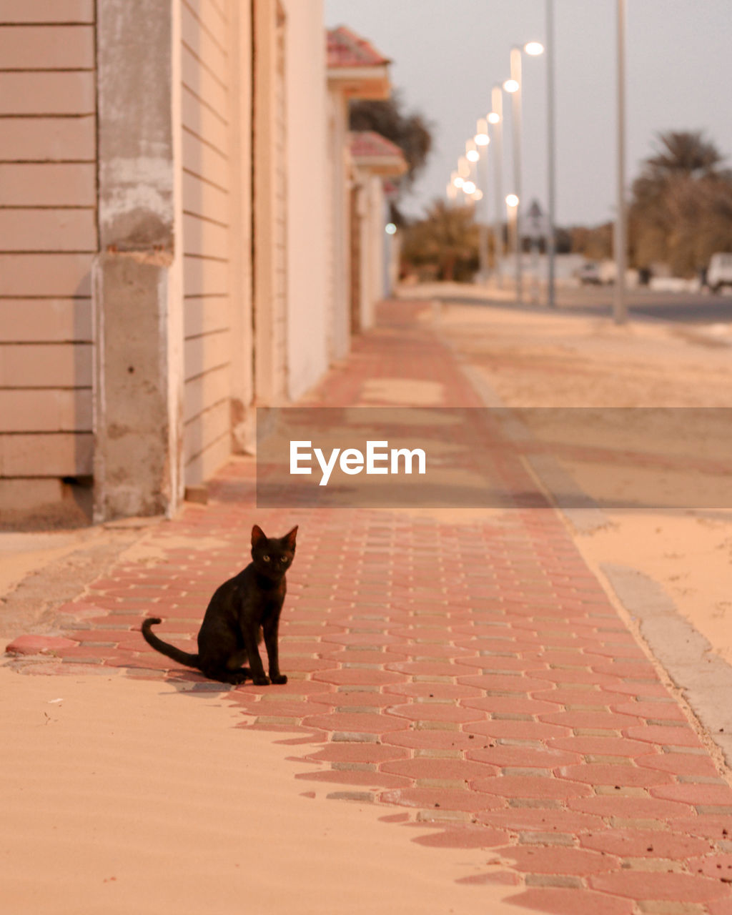 CAT SITTING ON A FOOTPATH IN ALLEY