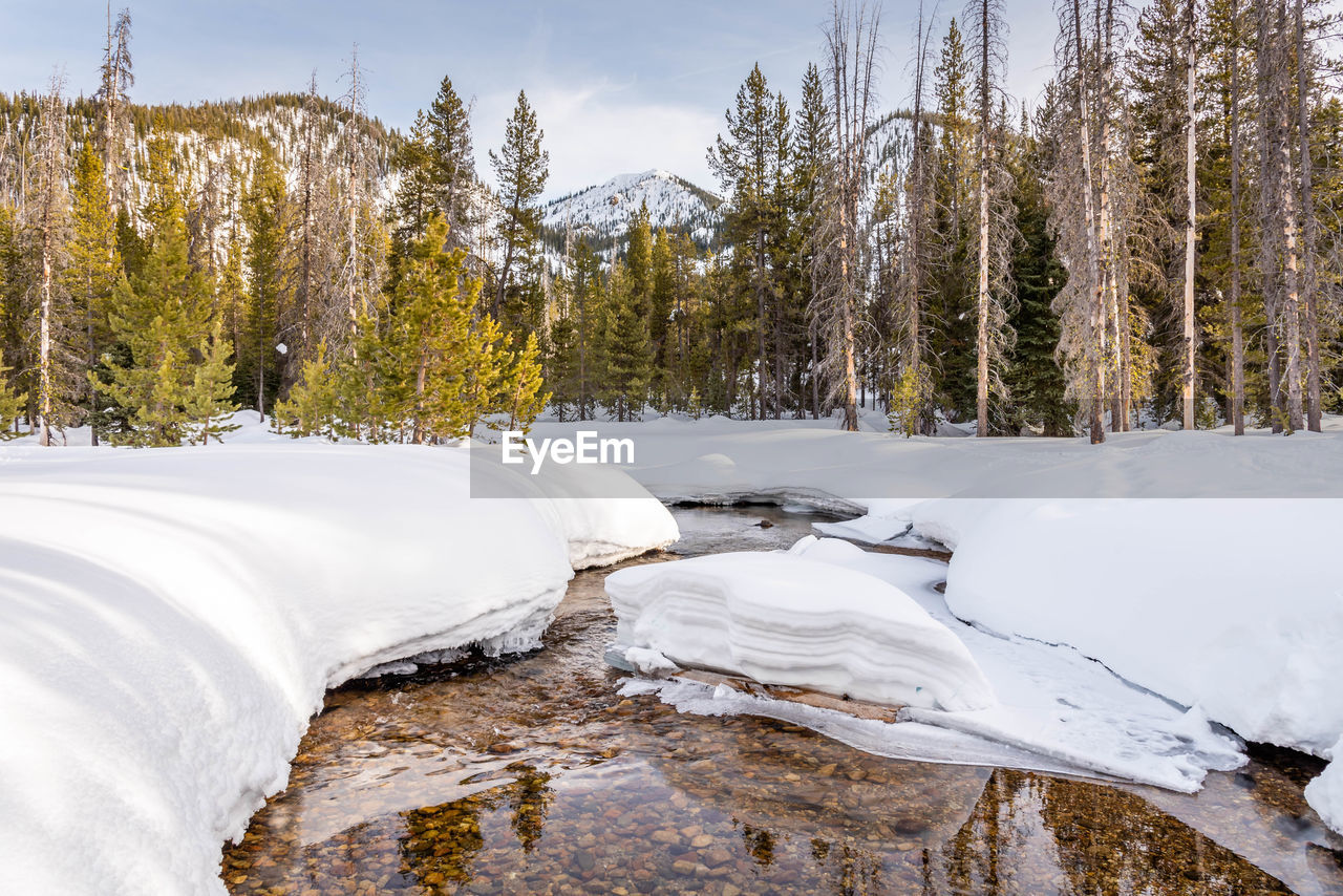 SNOW COVERED PLANTS AND TREES IN FOREST DURING WINTER