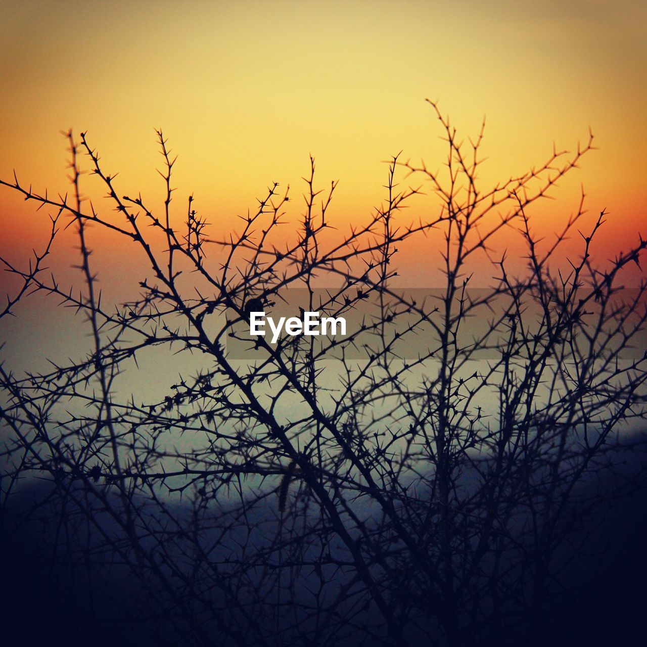 Low angle view of silhouette thorny plant against sky during sunset