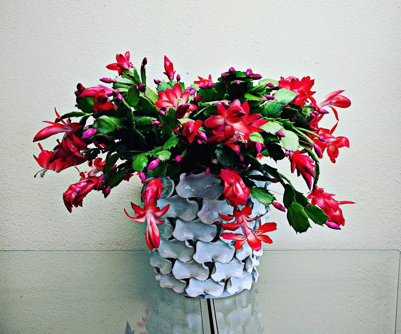 CLOSE-UP OF RED FLOWERS AND PLANT