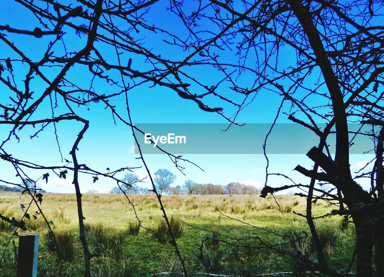 TREES ON GRASSY FIELD AGAINST SKY