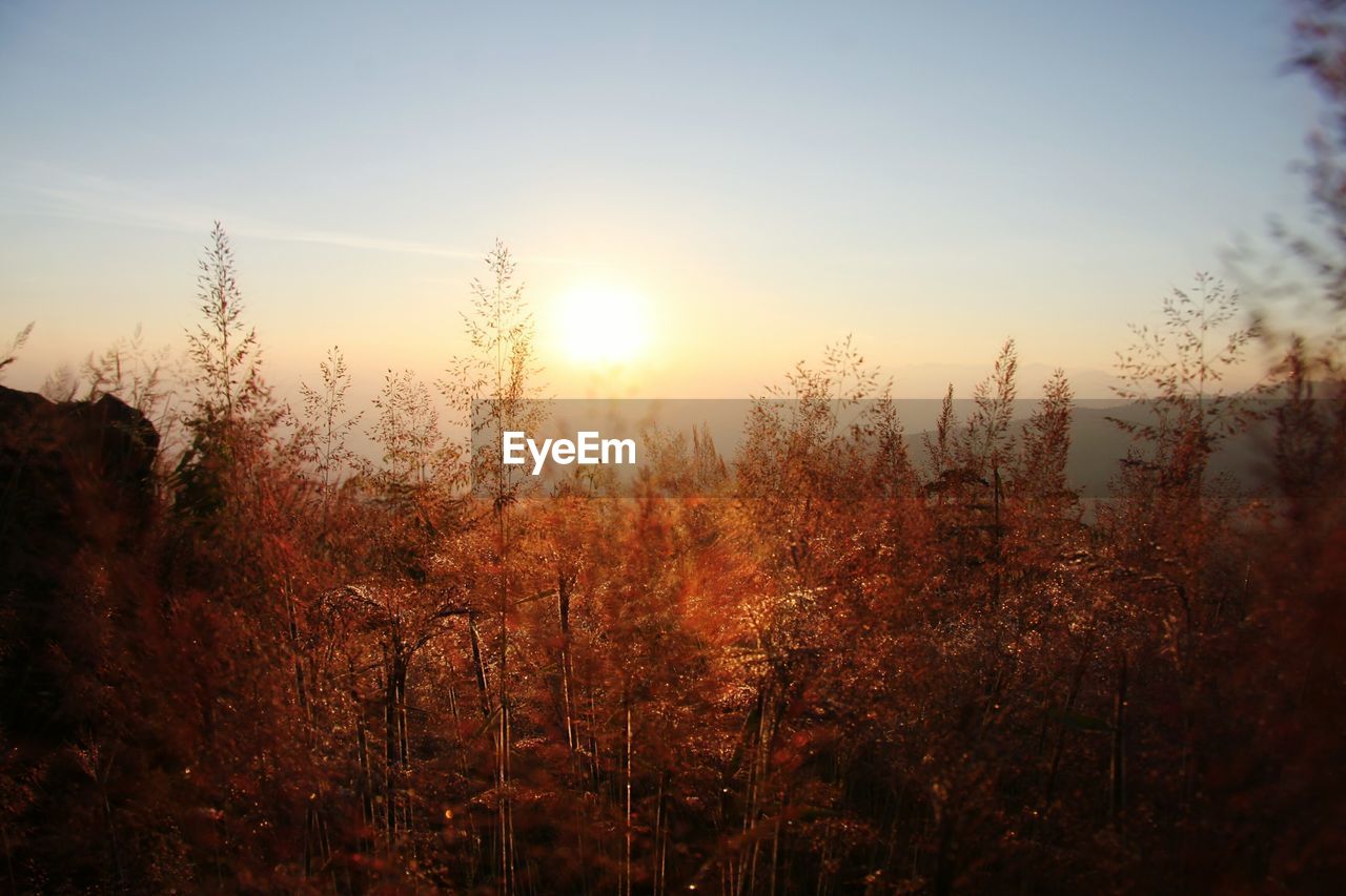 TREES ON FIELD AGAINST SKY DURING SUNSET