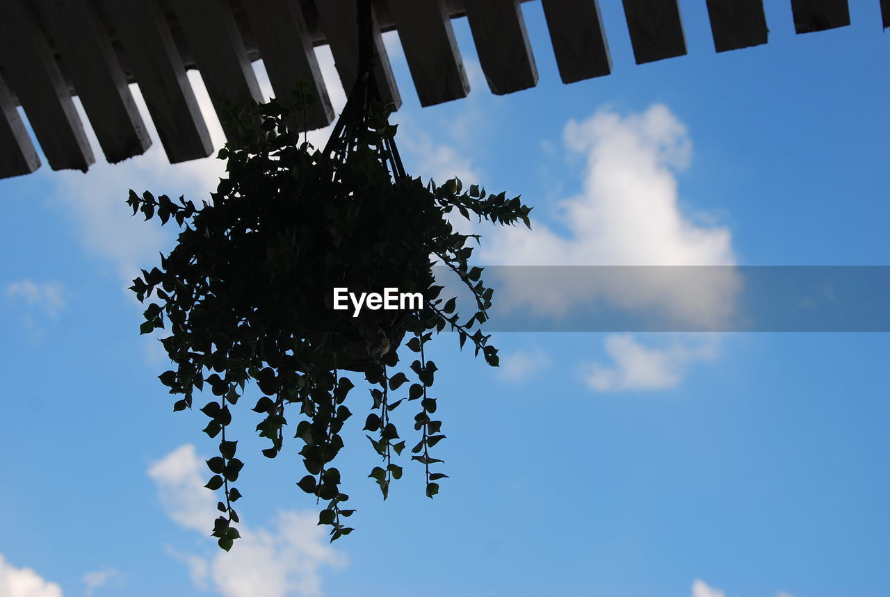 CLOSE-UP OF TREE AGAINST BLUE SKY