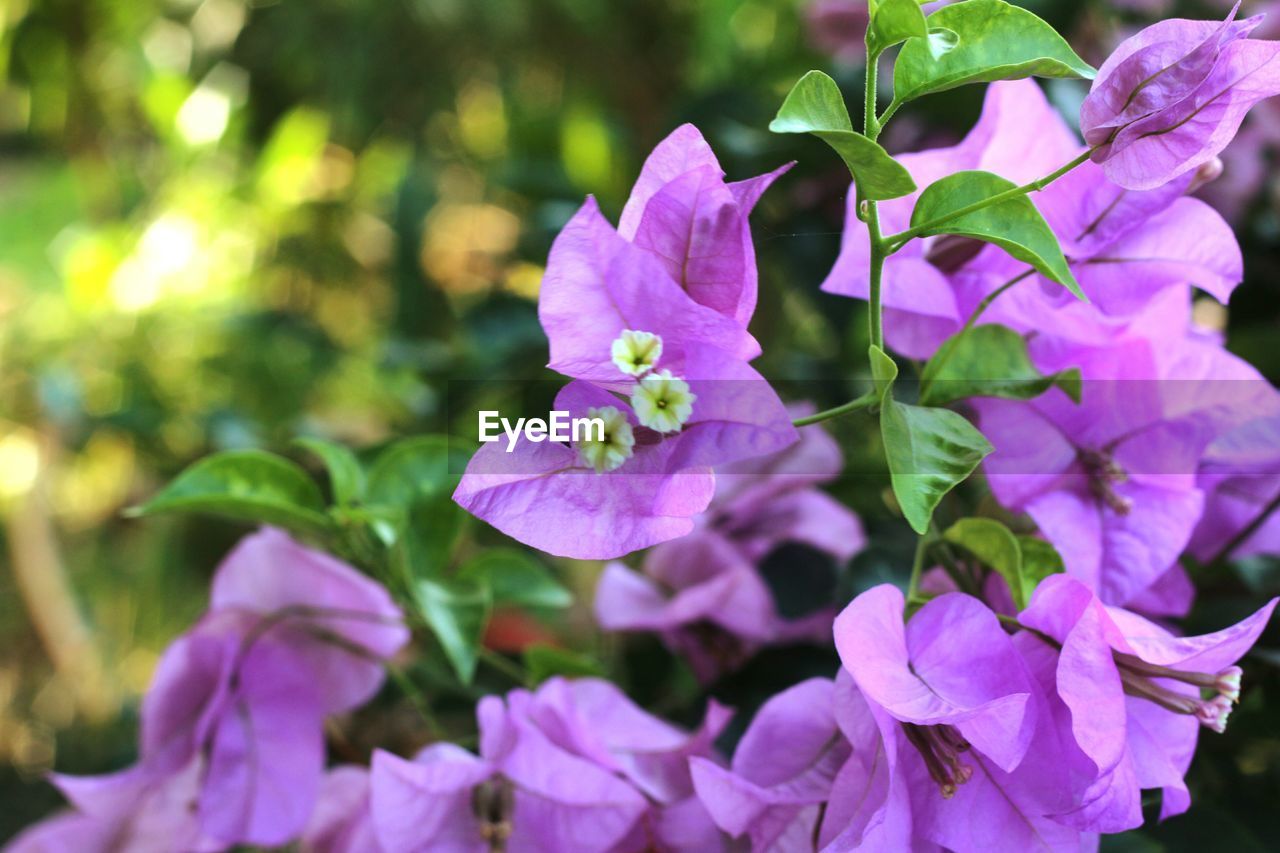 CLOSE-UP OF PURPLE FLOWERS BLOOMING