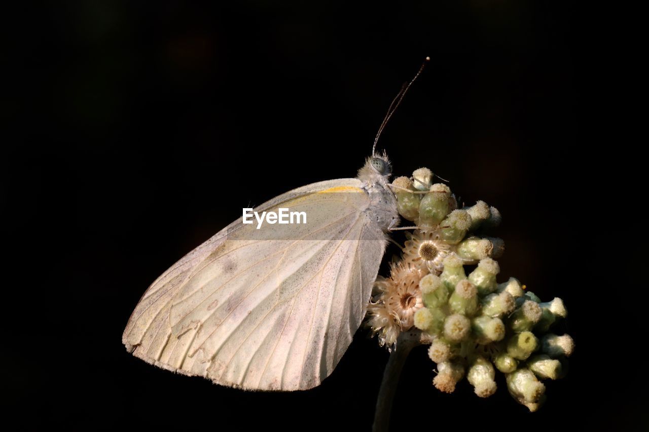 CLOSE-UP OF BUTTERFLY ON WHITE FLOWER