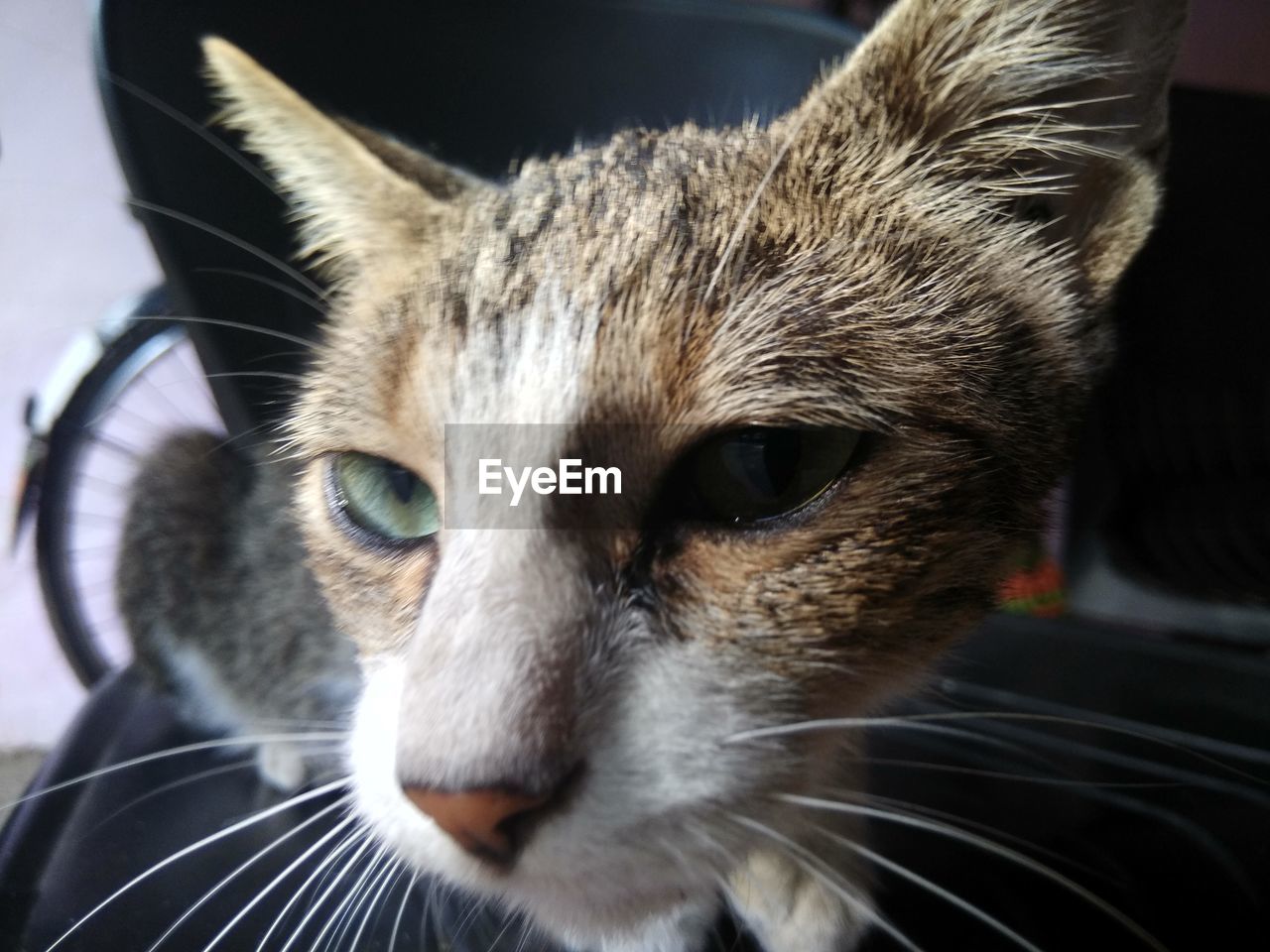 Close-up portrait of a cat