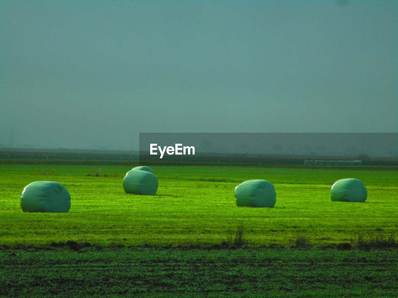 HAY BALES IN FIELD