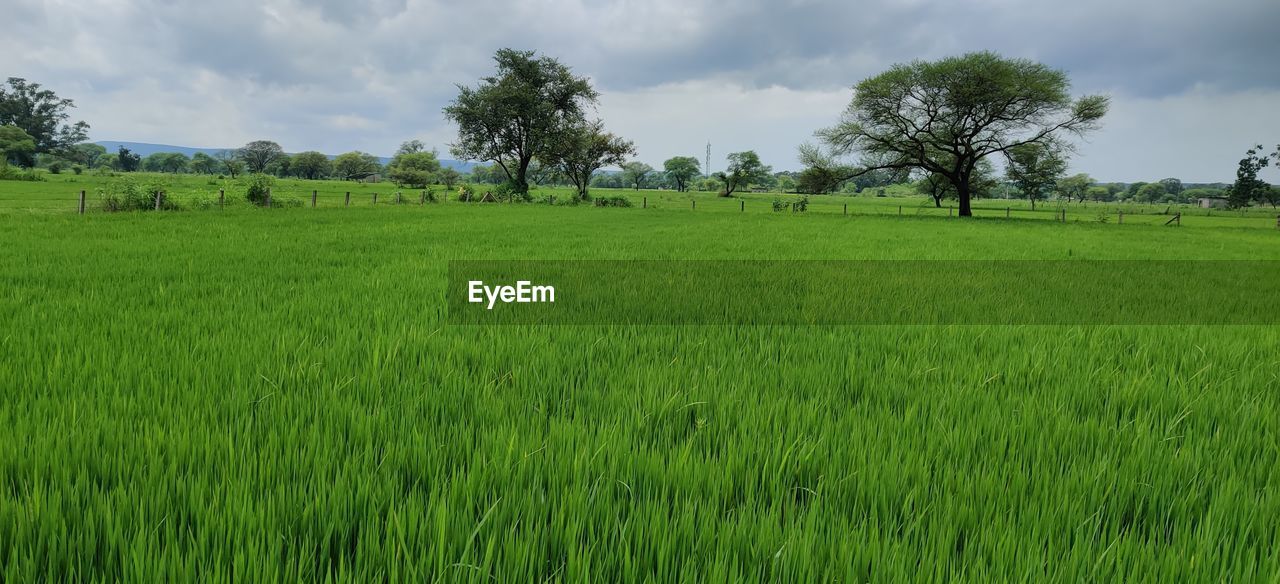 TREES ON FIELD AGAINST SKY