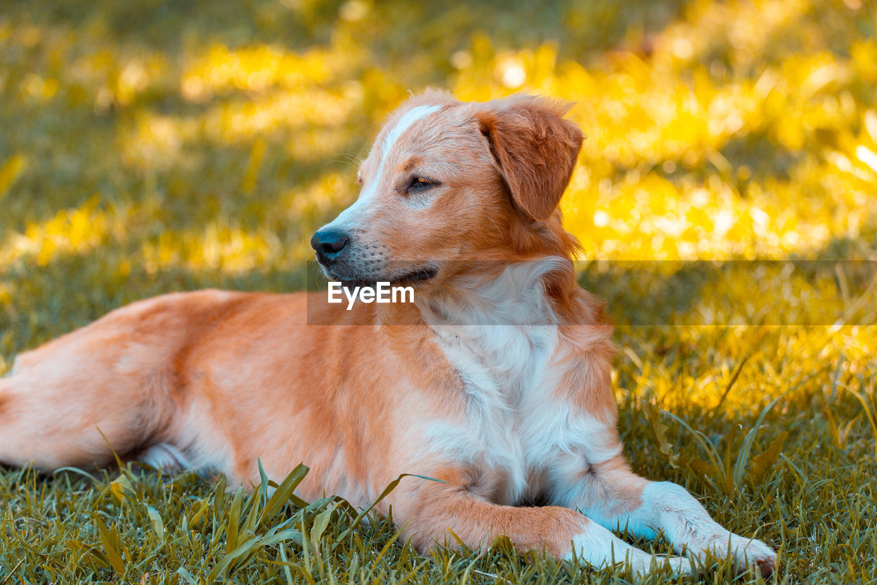 DOG LOOKING AWAY ON FIELD