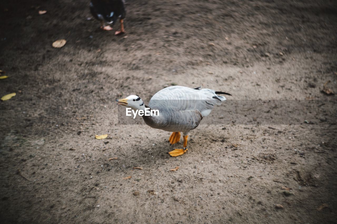 High angle view of duck quacking at zoo