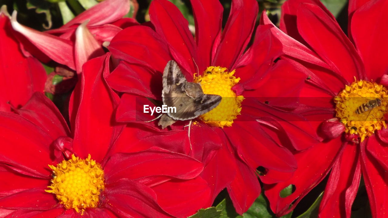 Moth on red flower