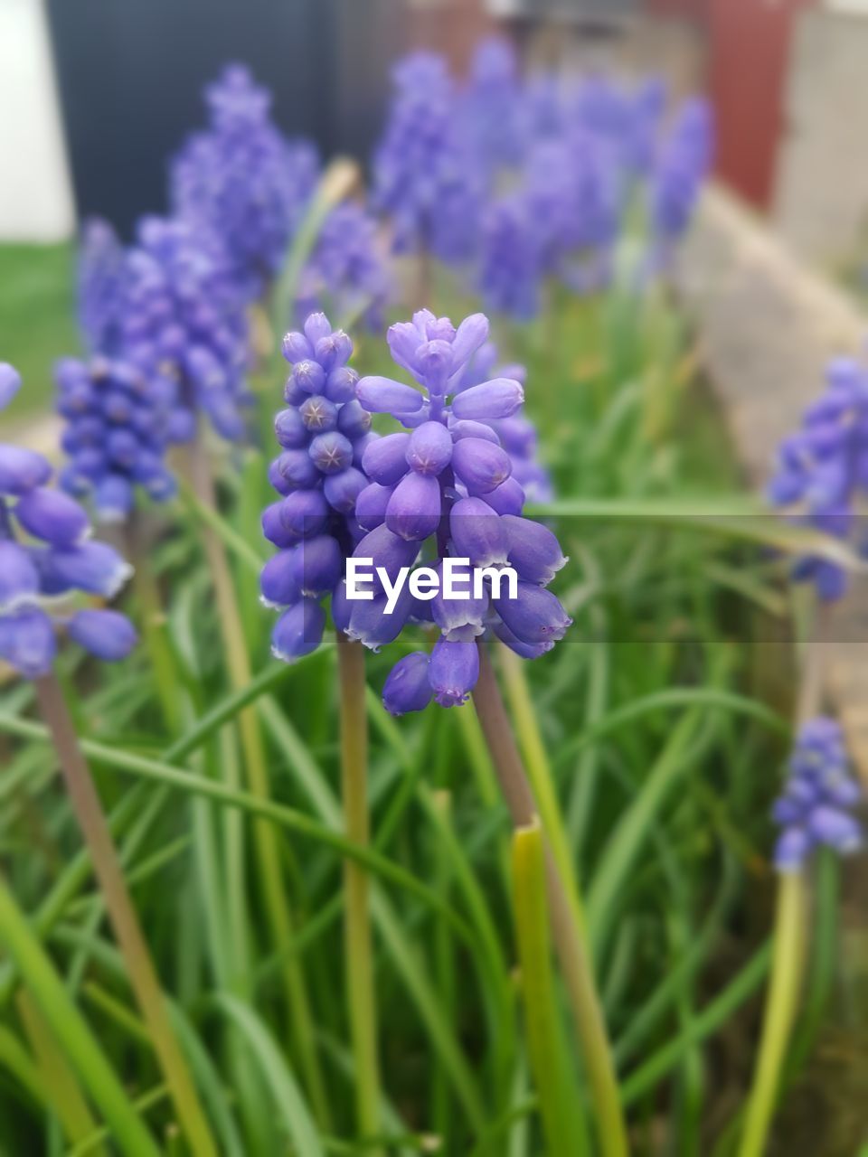 PURPLE FLOWERS BLOOMING OUTDOORS