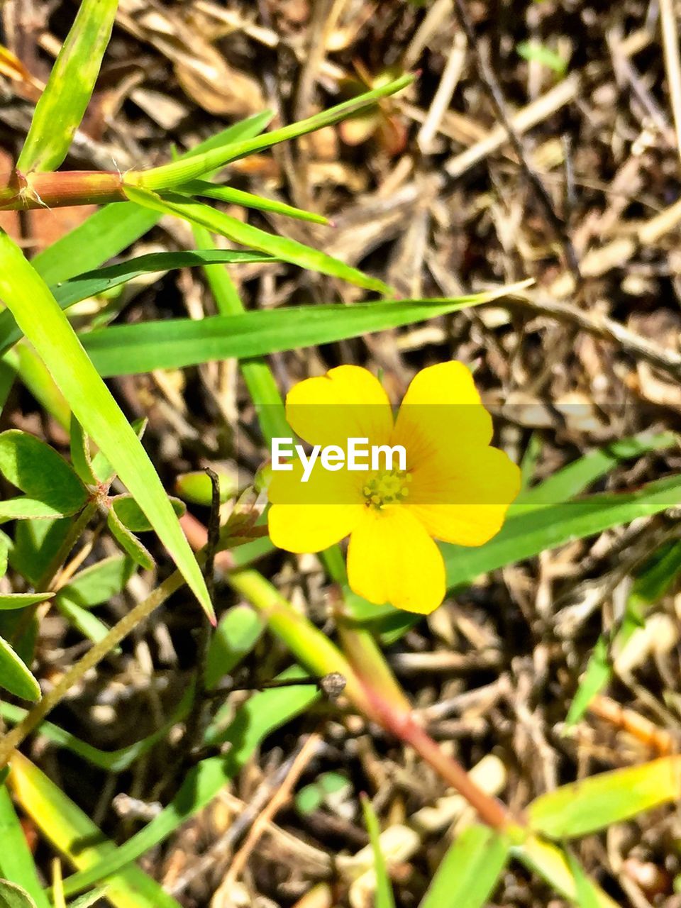 Close-up of yellow wildflower