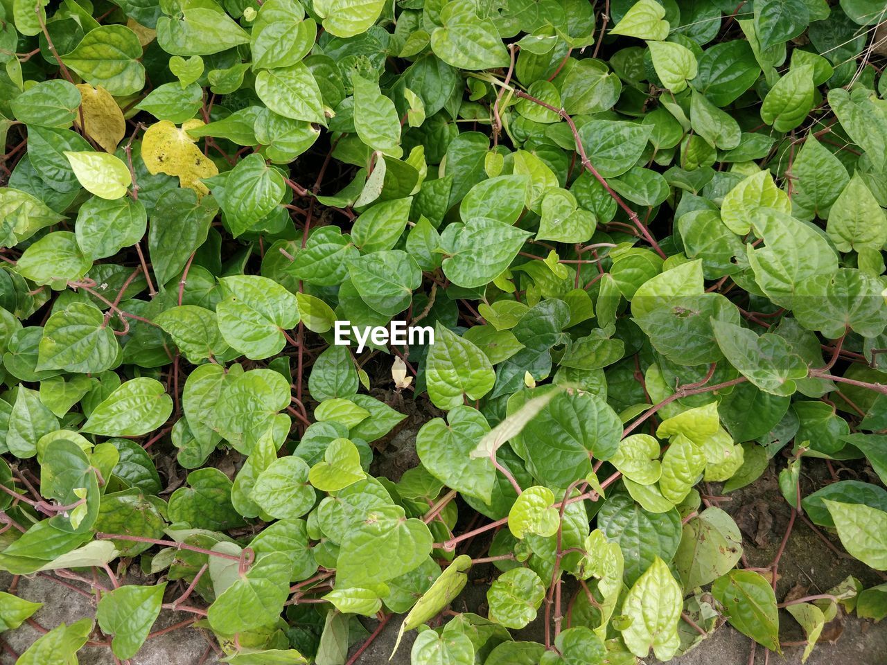 FULL FRAME SHOT OF FRESH GREEN LEAVES ON FIELD