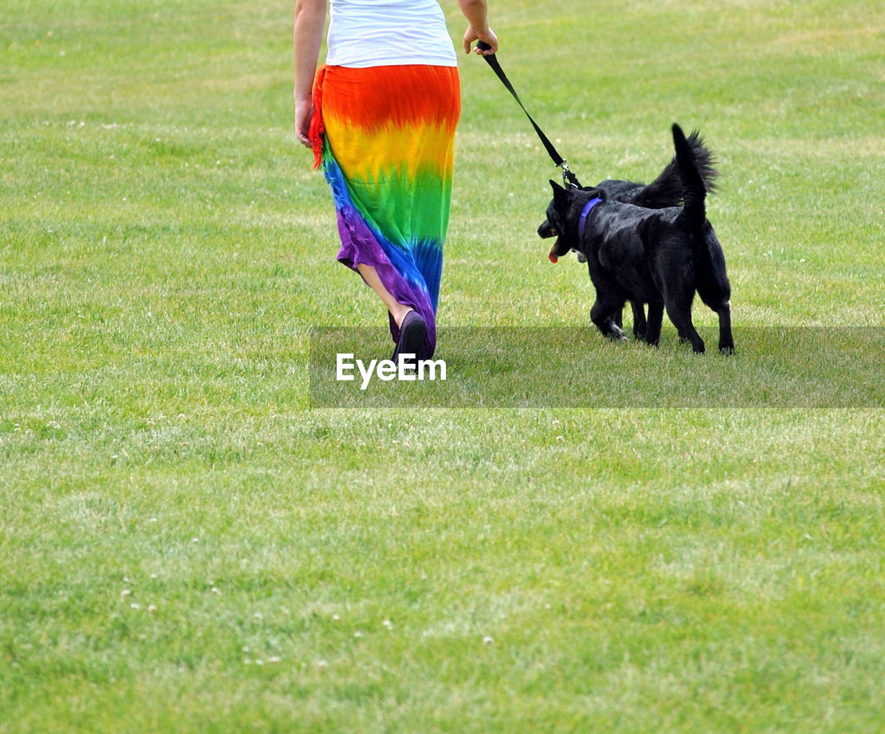 Female lesbian walking her dogs on gay/lesbians pride day in seattle, wa.