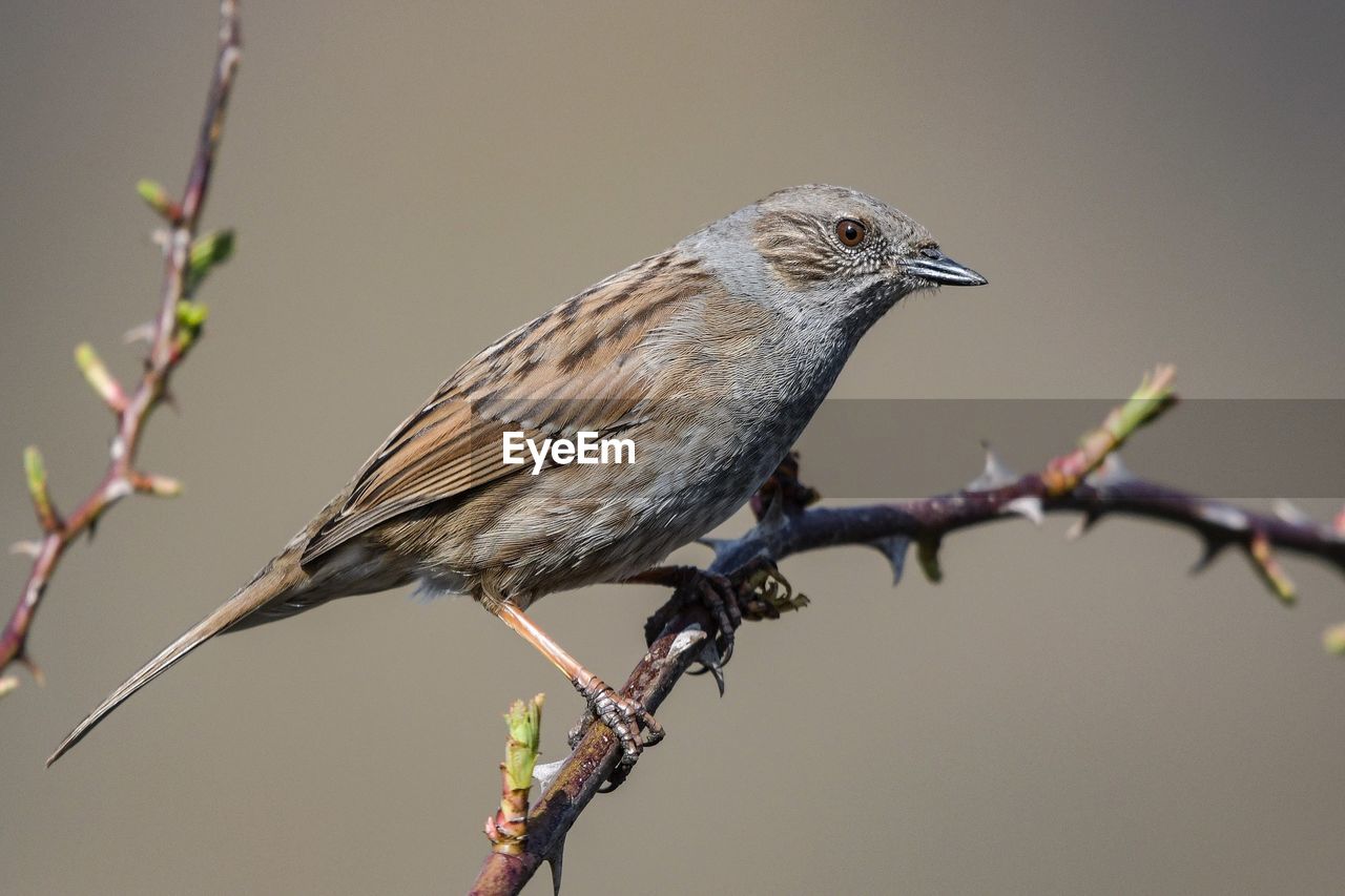 BIRD PERCHING ON BRANCH