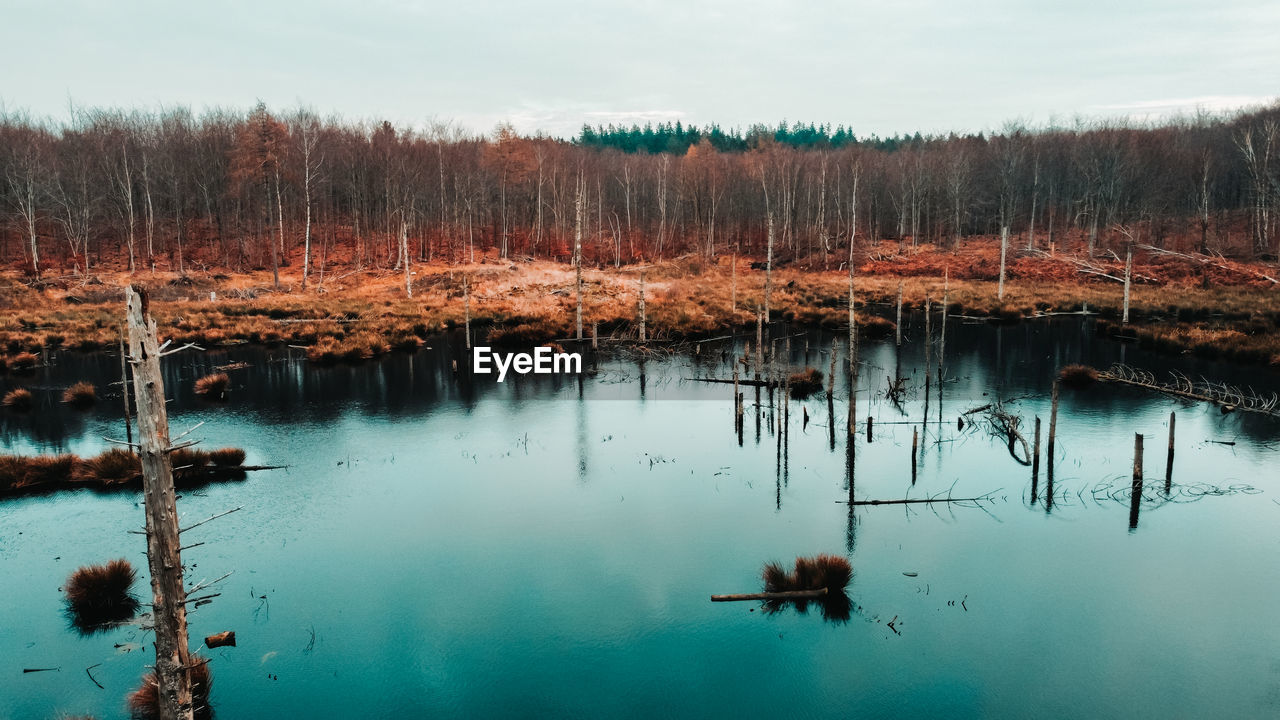 Lake reflecting dead trees