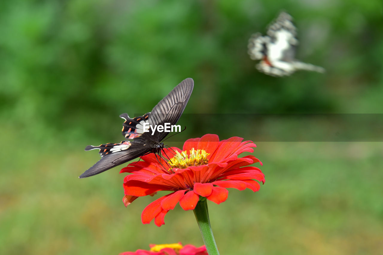 CLOSE-UP OF BUTTERFLY POLLINATING ON FLOWER