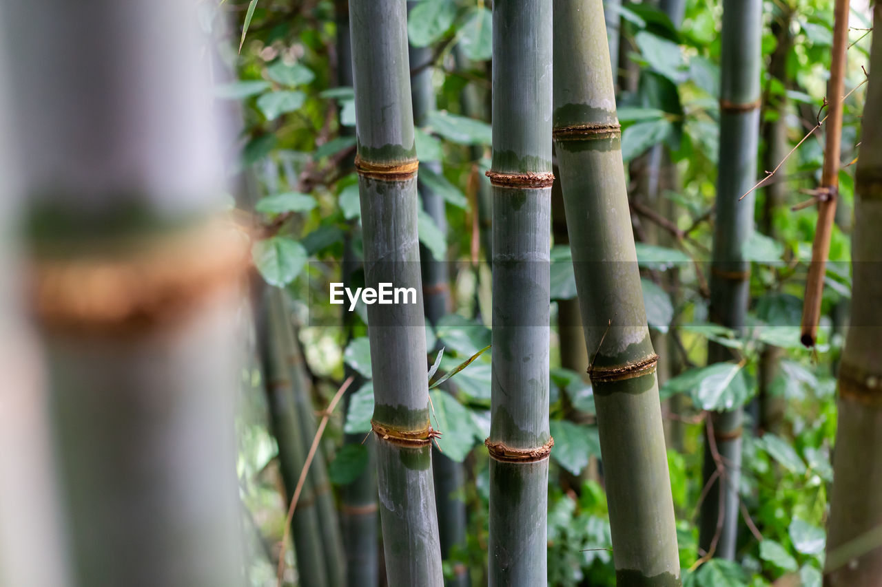 Close-up of bamboo plants