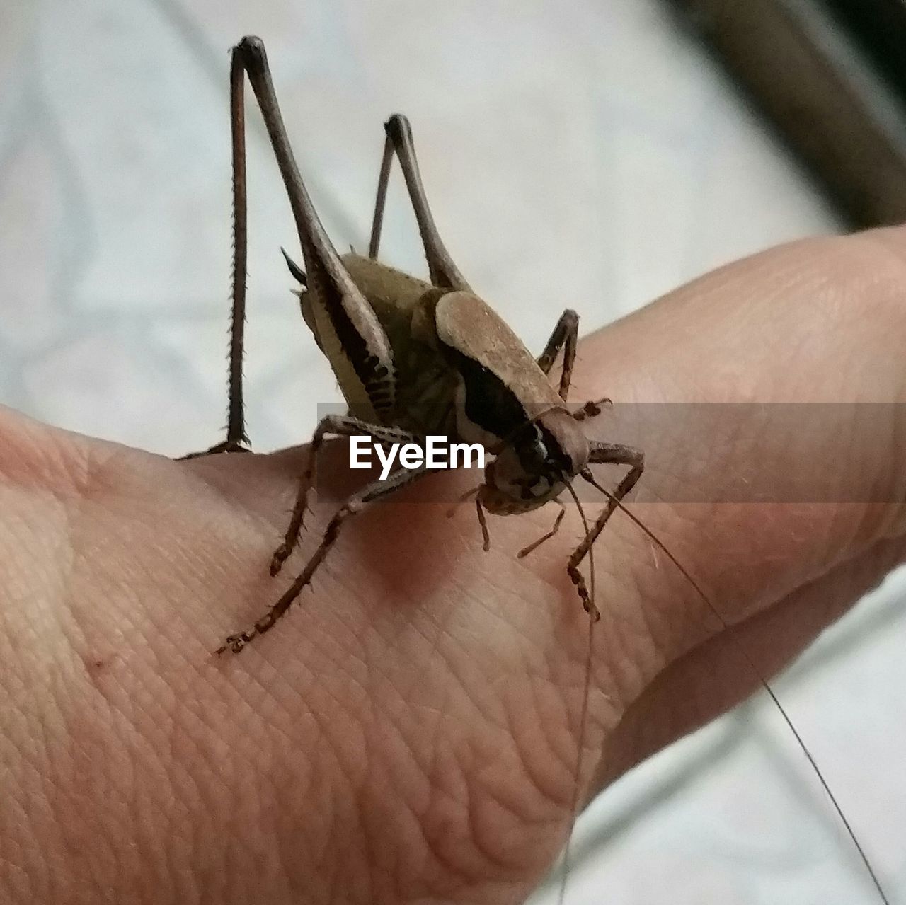 CLOSE-UP OF INSECT ON HAND HOLDING LIZARD