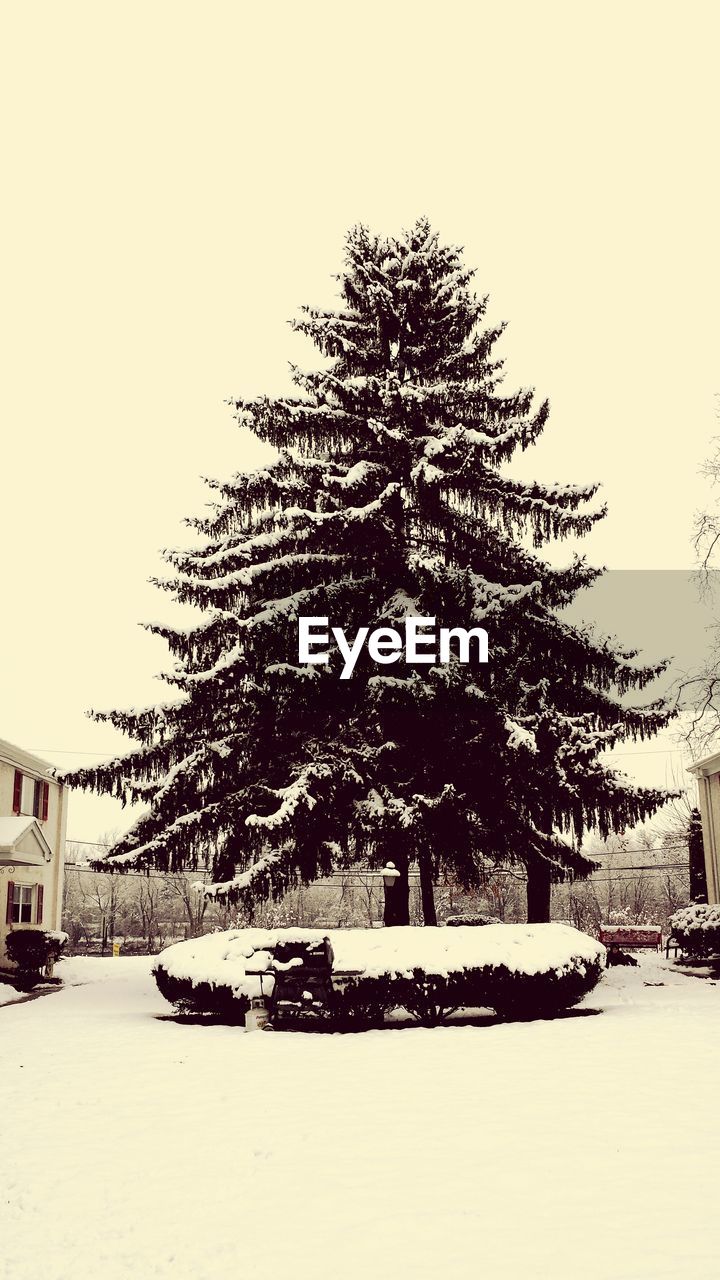 Low angle view of frozen tree against sky during winter