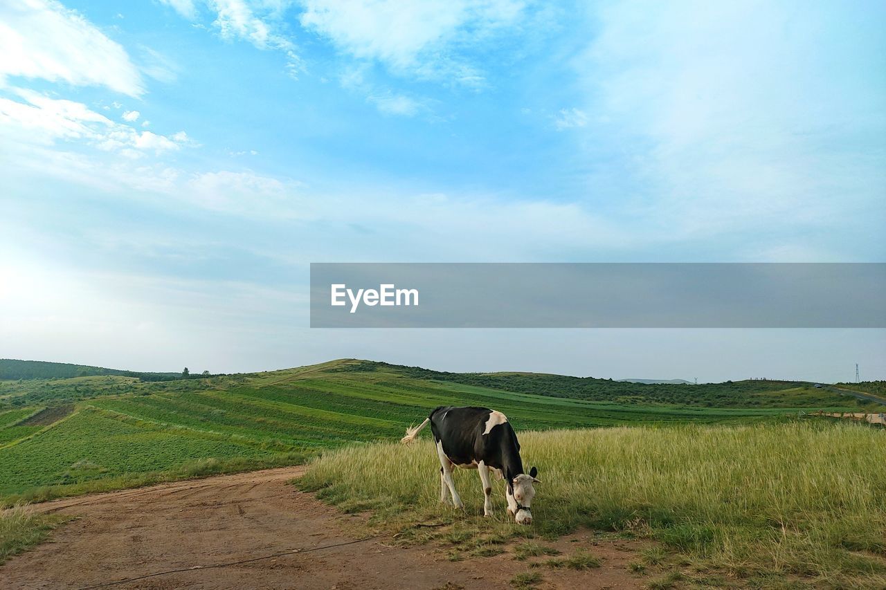 Horse standing in a field