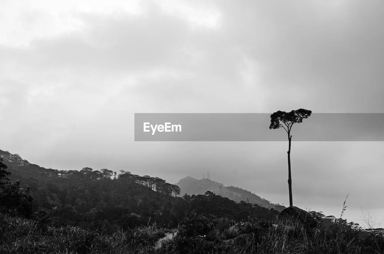 LOW ANGLE VIEW OF PLANTS AGAINST MOUNTAIN