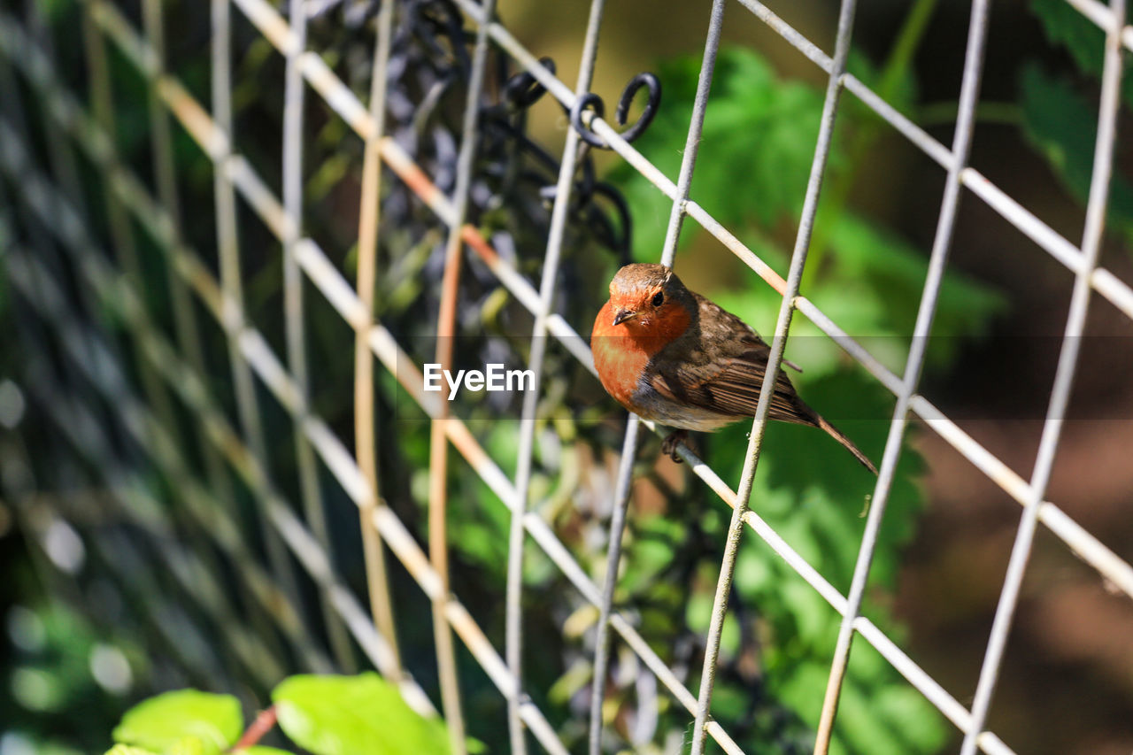 Robin perching on fence