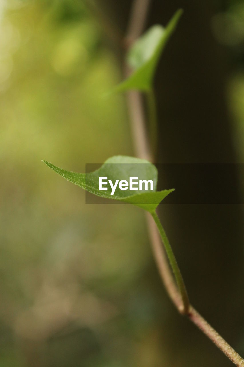 Close-up of fresh green plant