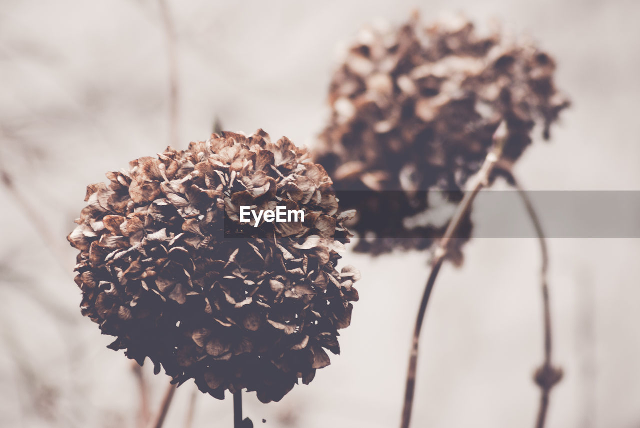 Close-up of dried hydrangeas