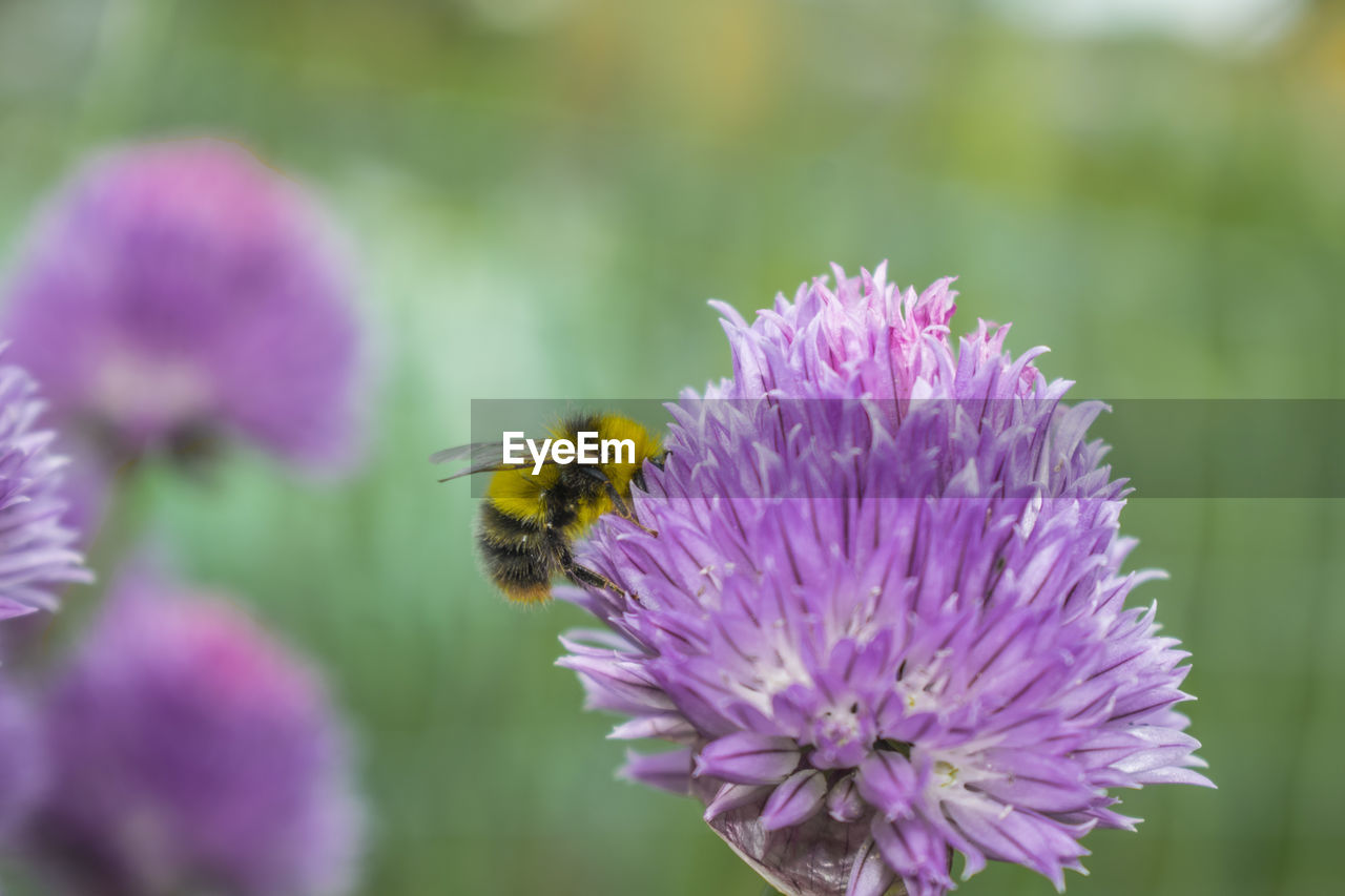 BEE ON PURPLE FLOWER