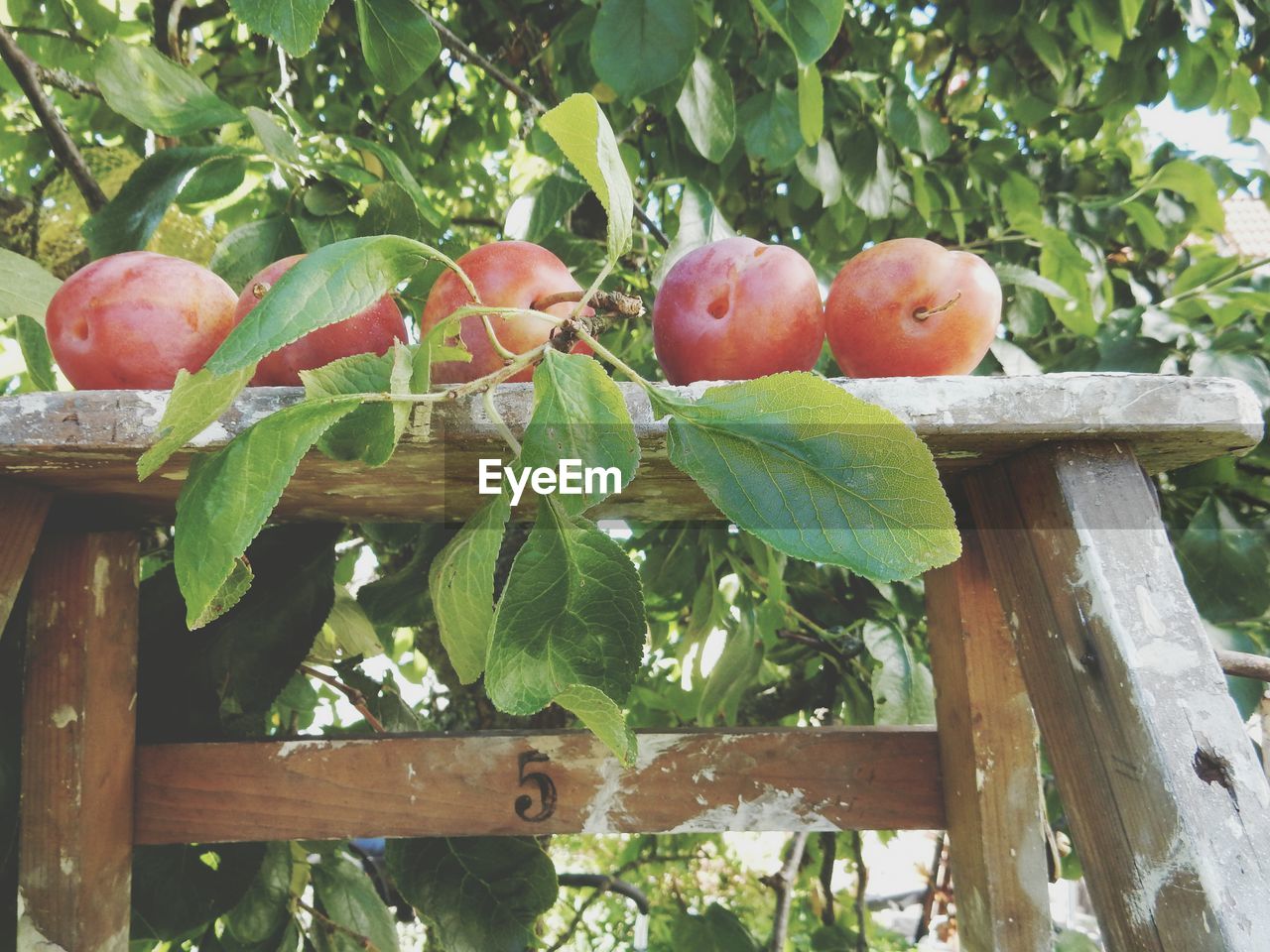 CLOSE-UP OF TREE