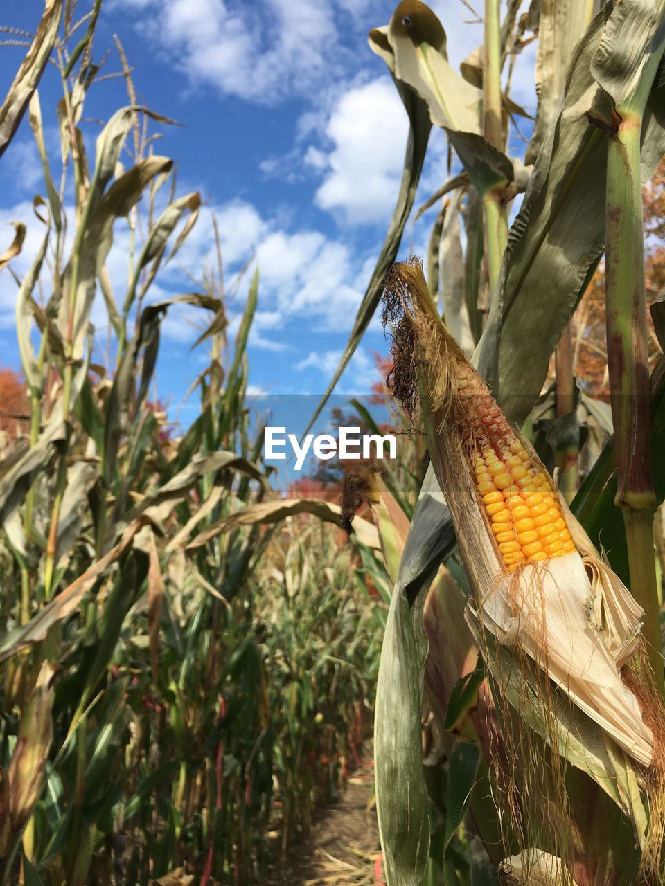 Corn growing on field against sky
