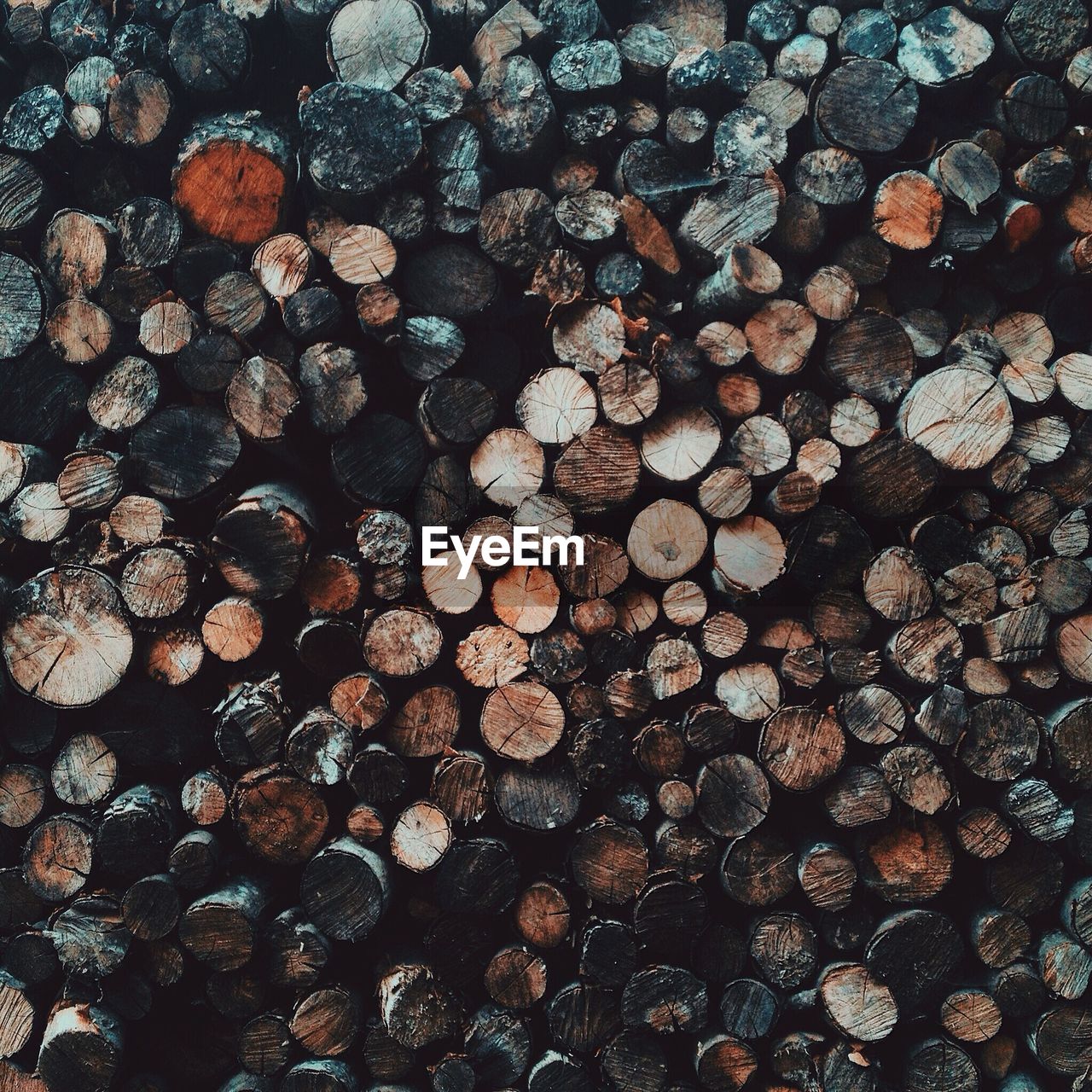 Full frame shot of logs in forest