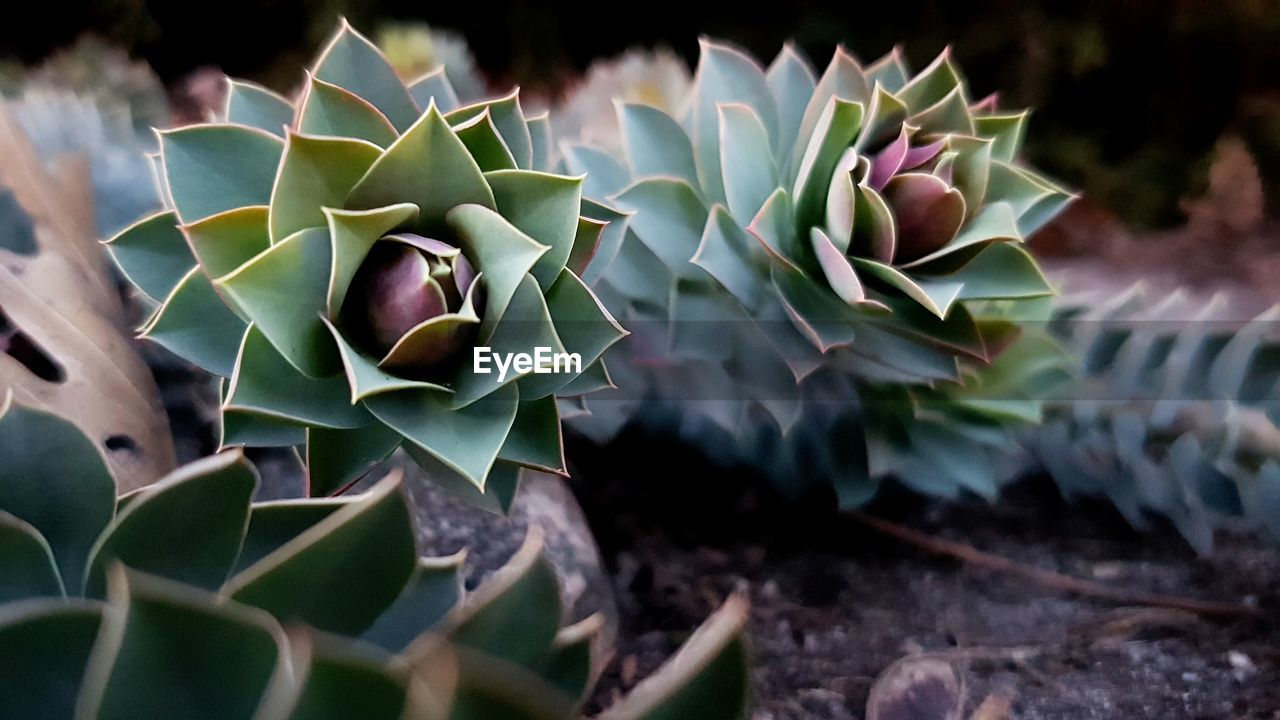 CLOSE-UP OF CACTUS PLANT