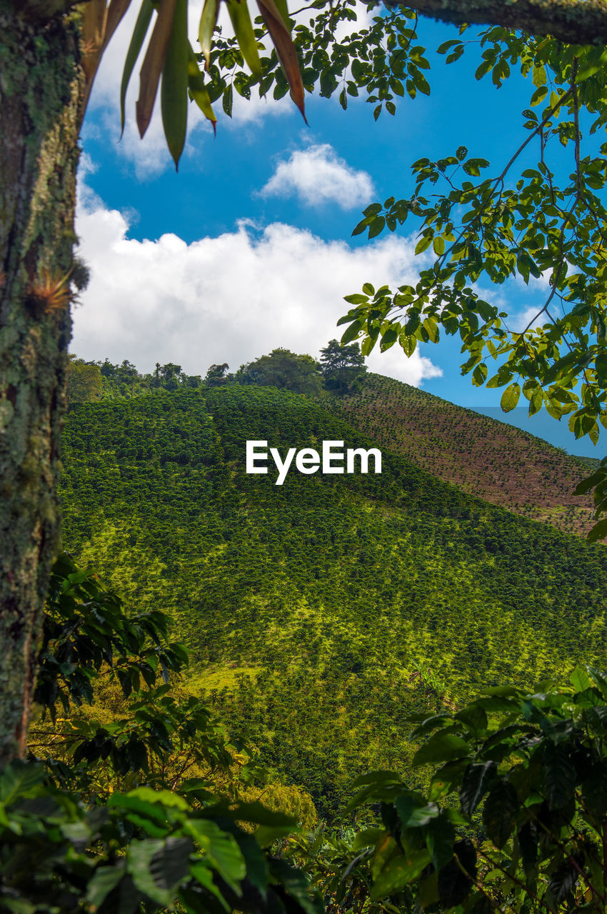 Tree mountain against sky