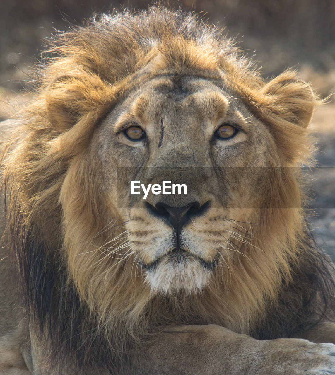 CLOSE-UP PORTRAIT OF SHEEP