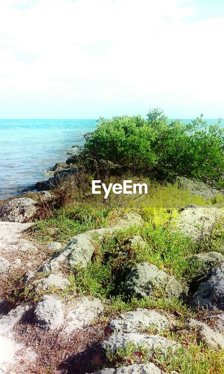 SCENIC VIEW OF SEA WITH TREES IN BACKGROUND