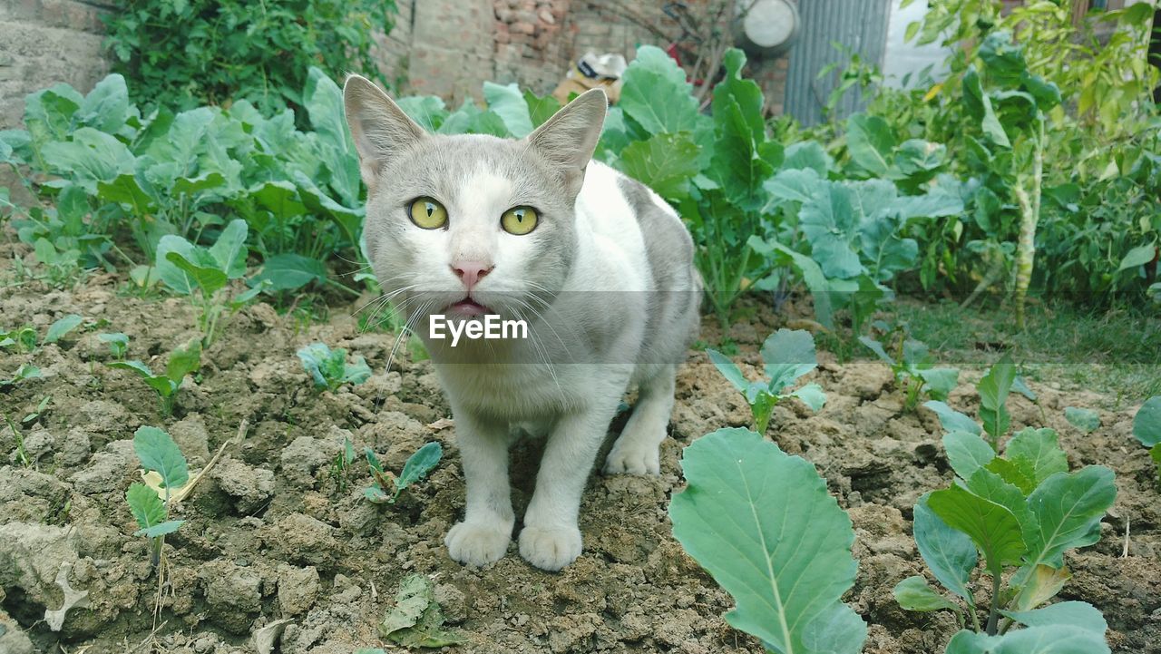 Close-up portrait of cat by plants