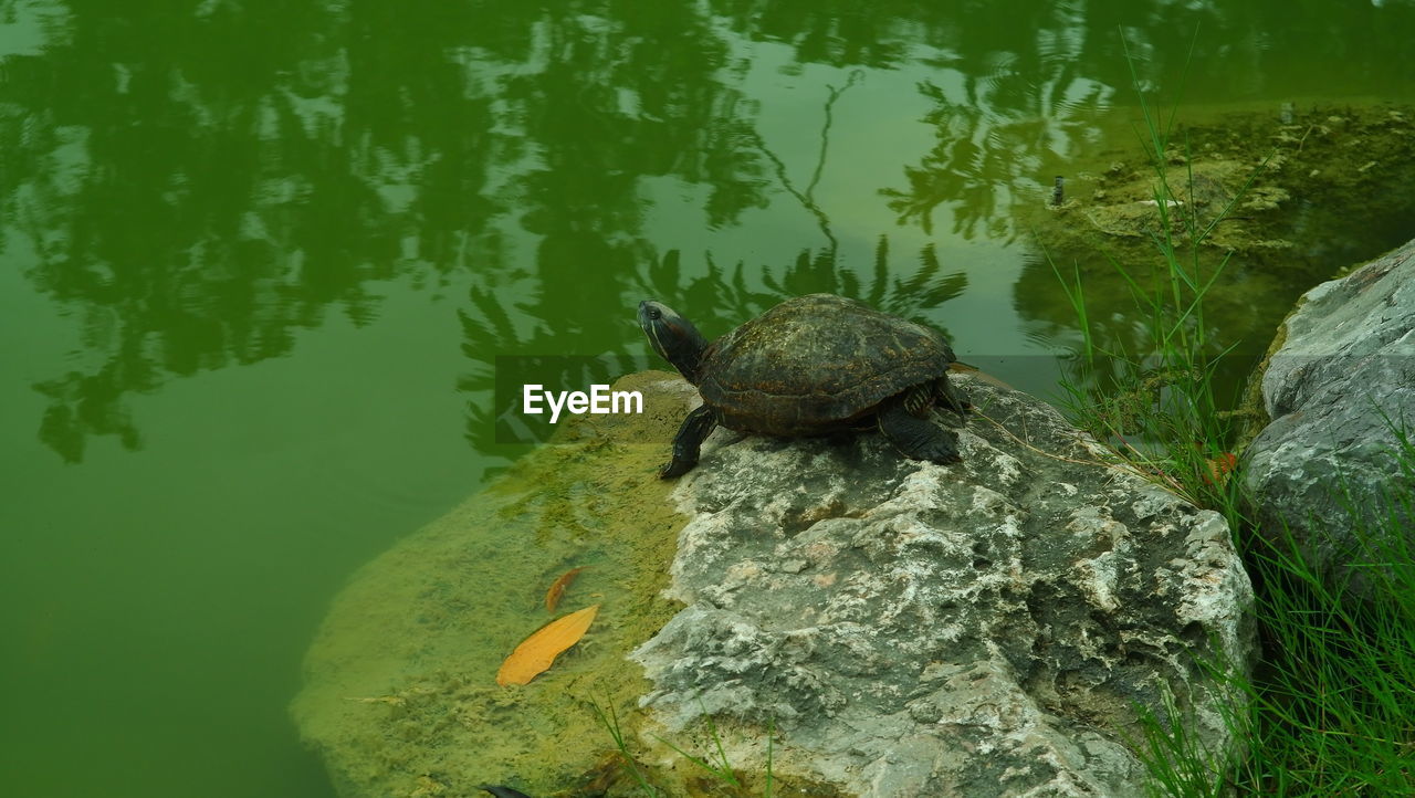 HIGH ANGLE VIEW OF TURTLE ON ROCK IN LAKE