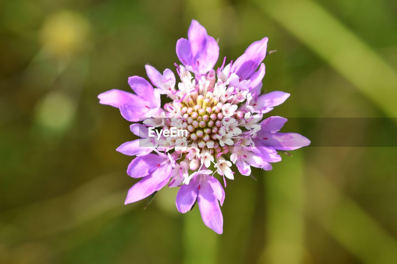 Close-up of purple flowering plant