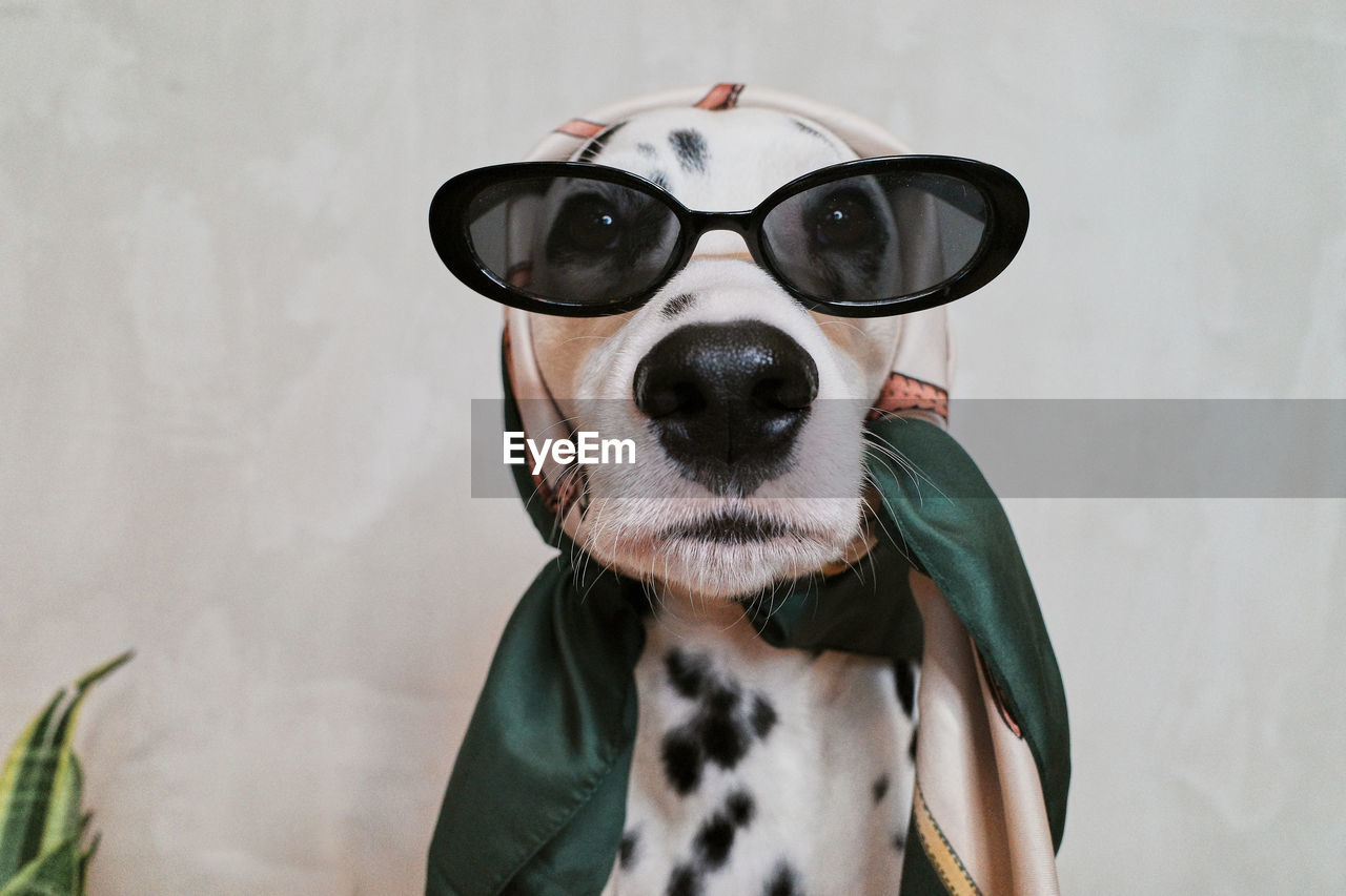 Portrait of a dog wearing sunglasses against wall