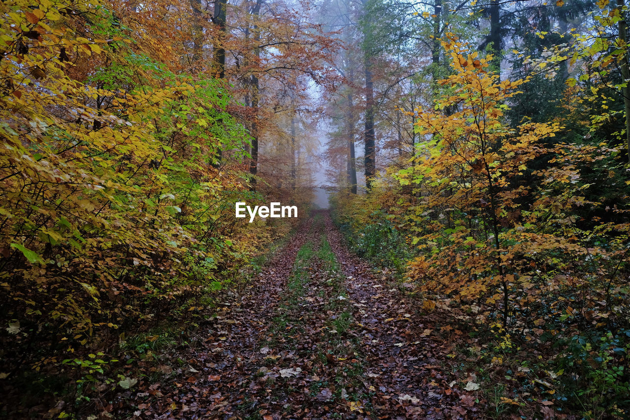 Footpath amidst trees in forest during autumn