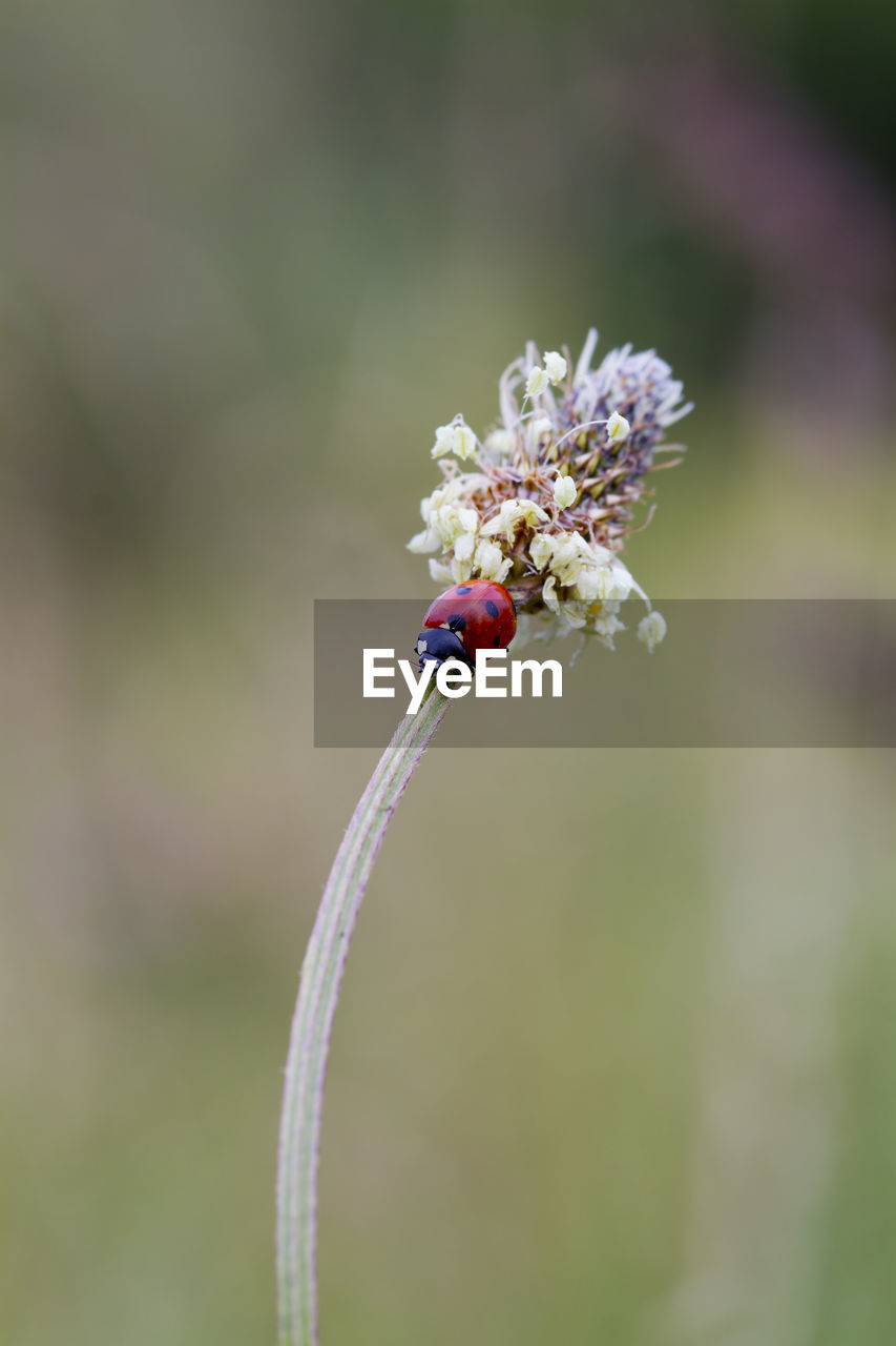 plant, animal, flower, insect, animal wildlife, animal themes, close-up, flowering plant, nature, beauty in nature, fragility, macro photography, focus on foreground, one animal, wildlife, freshness, no people, green, macro, blossom, plant stem, day, outdoors, selective focus, wildflower, springtime, animal wing, growth, leaf, flower head, petal
