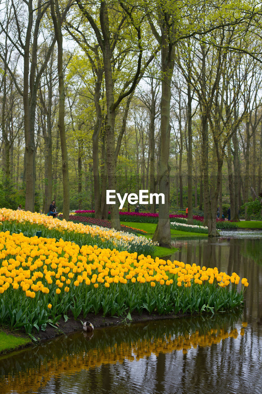 Yellow flowers growing in park