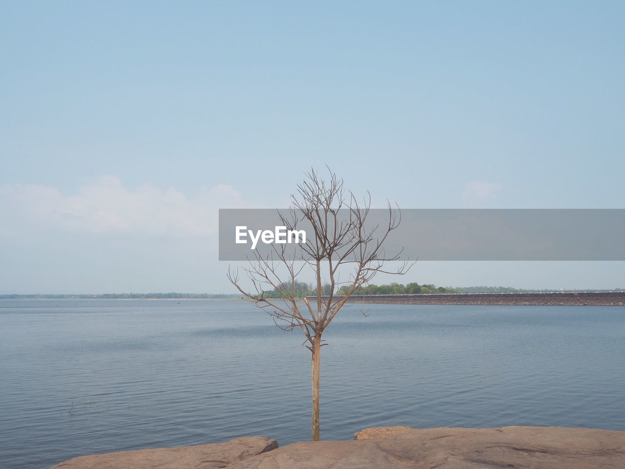 Bare tree by sea against sky