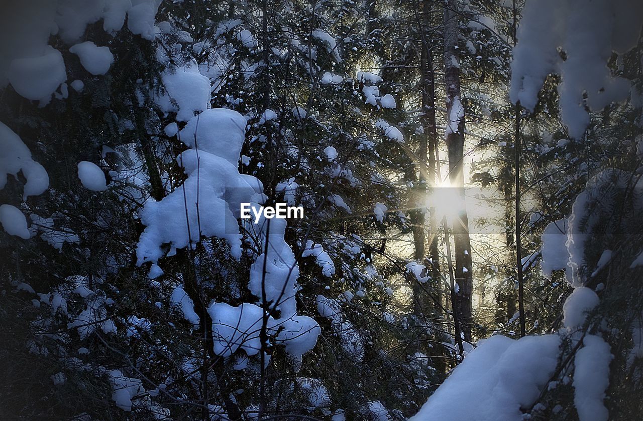 SUN SHINING THROUGH TREES