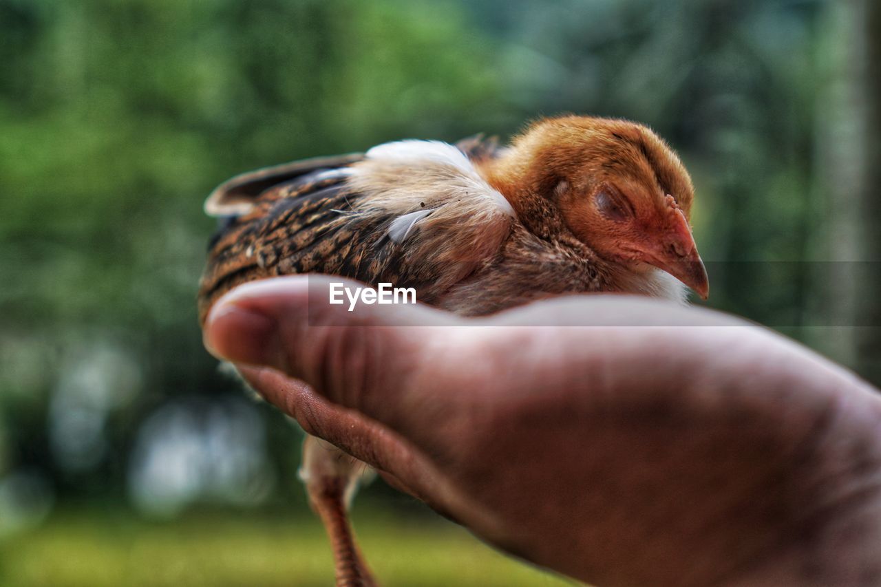 Close-up of hand holding bird