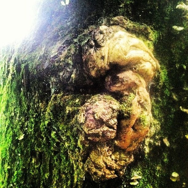 MOSS GROWING ON ROCK