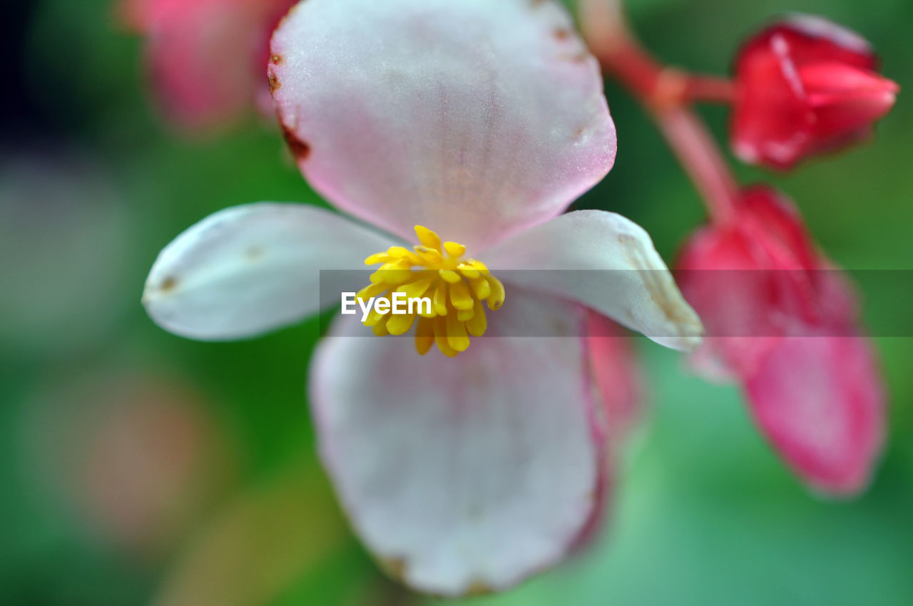 CLOSE-UP OF PINK FLOWER